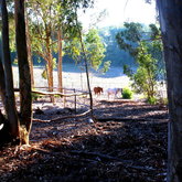 Lanes through the Eucalyptus forest